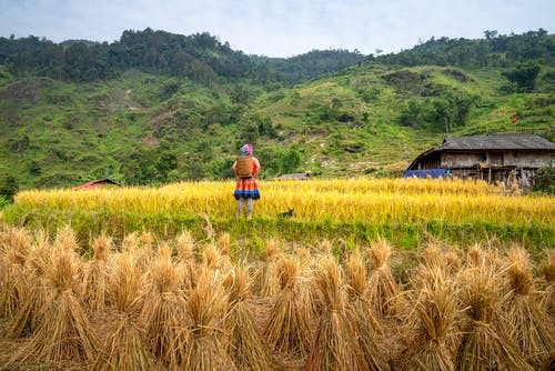 有关不露面, 农事, 农艺学的免费素材图片