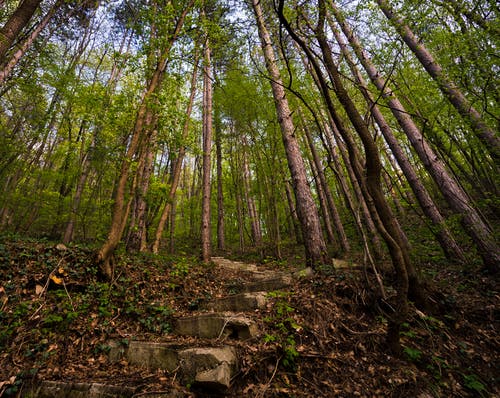 有关低角度拍摄, 森林, 混凝土楼梯的免费素材图片