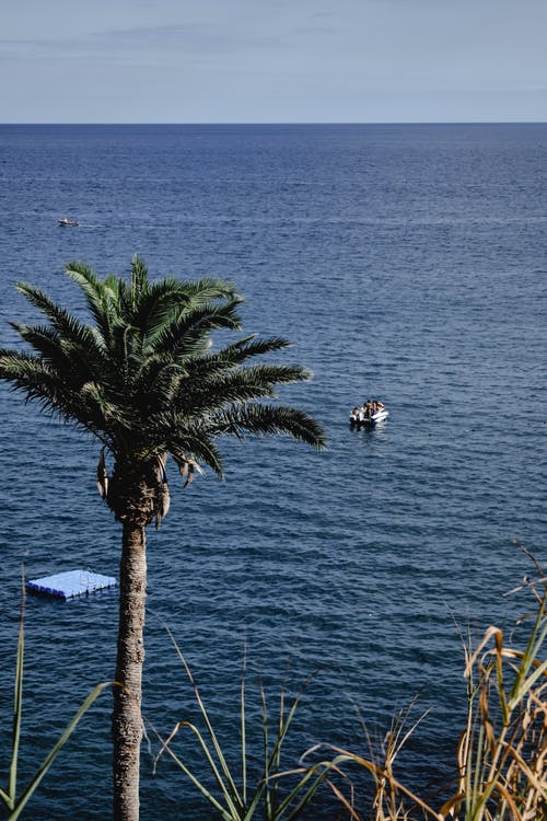 棕榈树上的白色和黑色的鸟 · 免费素材图片