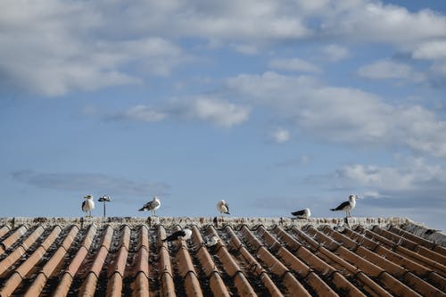 多云的天空下的屋顶上的鸟 · 免费素材图片