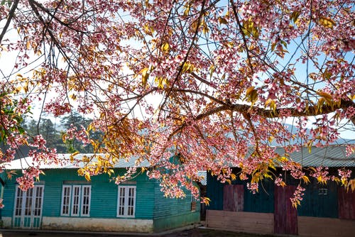 有关分公司, 受气候侵蚀的, 味道的免费素材图片