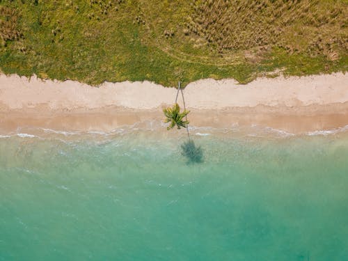 水体旁边的棕色沙滩上的绿树 · 免费素材图片