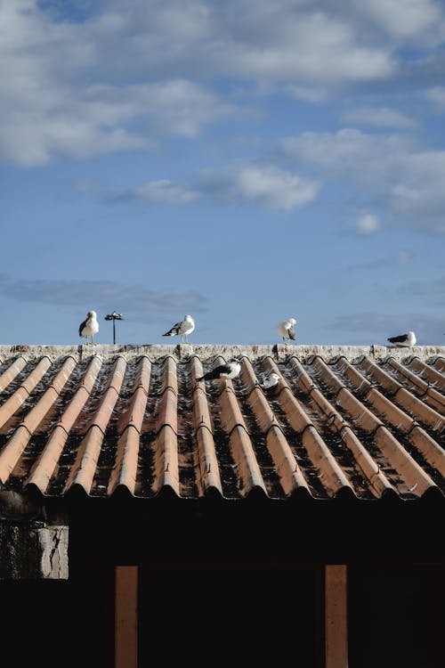 屋顶上的白鸟 · 免费素材图片