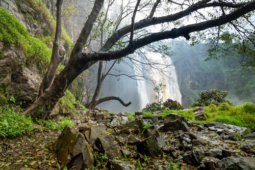 有关下落, 分公司, 卵石的免费素材图片