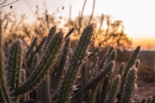 有关仙人掌, 刺, 天性的免费素材图片