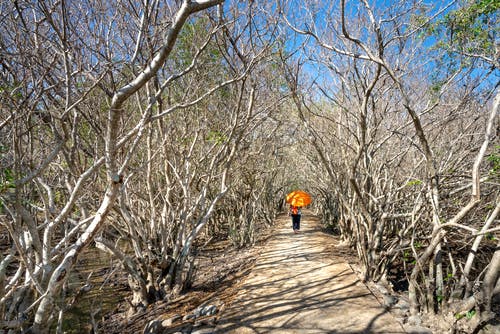 有关不露面, 乾的, 人行道的免费素材图片