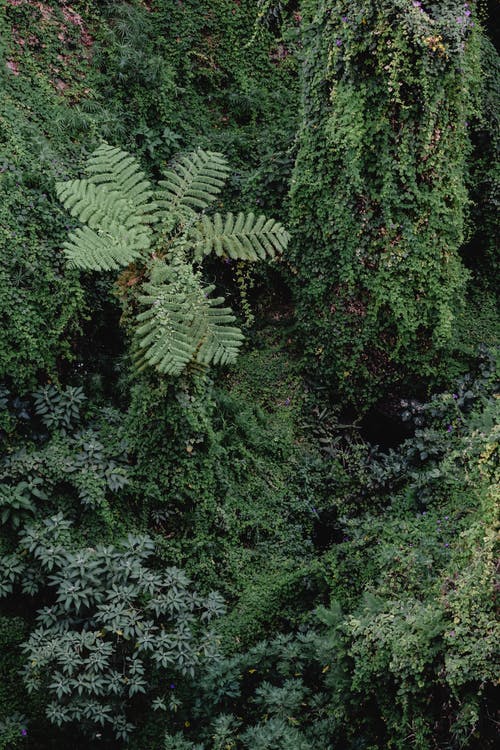 森林绿树 · 免费素材图片