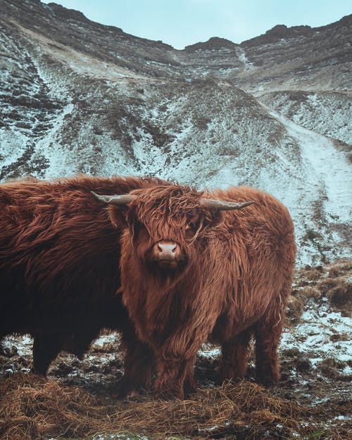 布朗rock牛在灰色洛矶山脉 · 免费素材图片