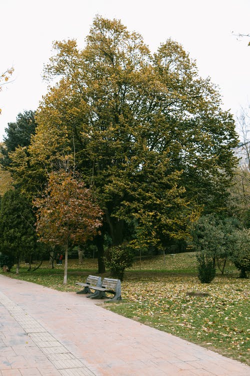 灰色混凝土路附近的绿色和棕色树木 · 免费素材图片