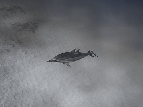 灰鸟飞过白云 · 免费素材图片