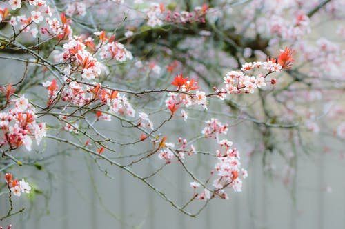 有关植物群, 樱花, 特写的免费素材图片