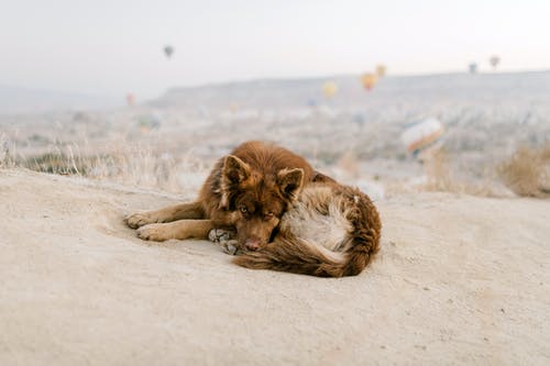 棕狗躺在沙滩上 · 免费素材图片