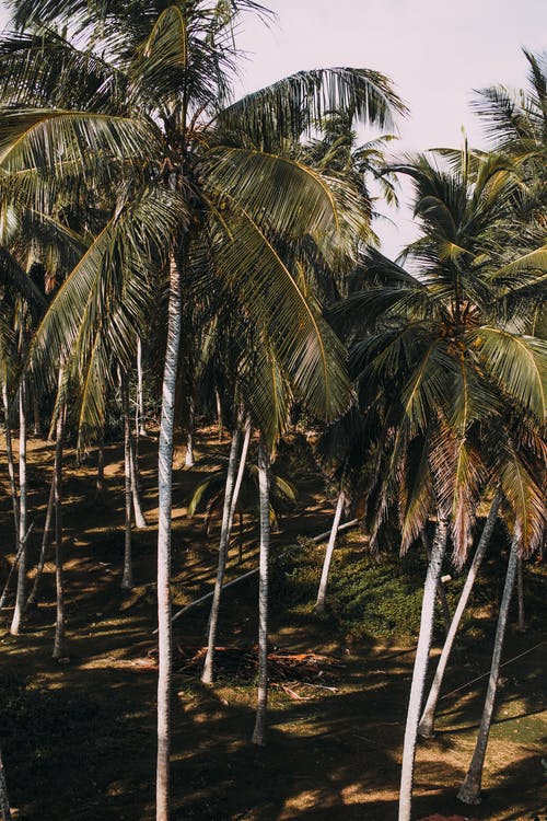 有关垂直拍摄, 天性, 棕榈树的免费素材图片