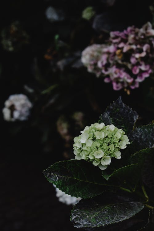 白色和紫色的花，在关闭了摄影 · 免费素材图片