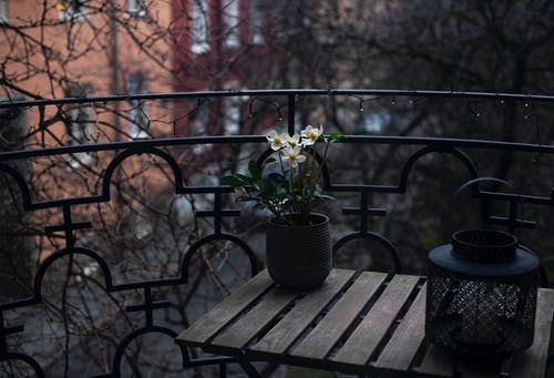有关木桌, 盆栽, 花的免费素材图片