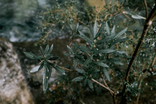 有关一般开销, 倾斜移位, 水滴的免费素材图片