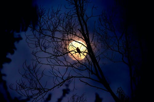 有关下落, 令人不寒而栗的, 光秃秃的的免费素材图片