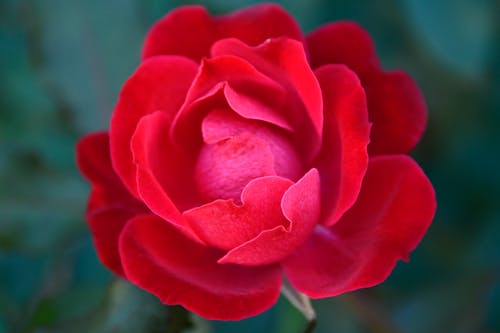 有关增长, 天性, 微妙的免费素材图片