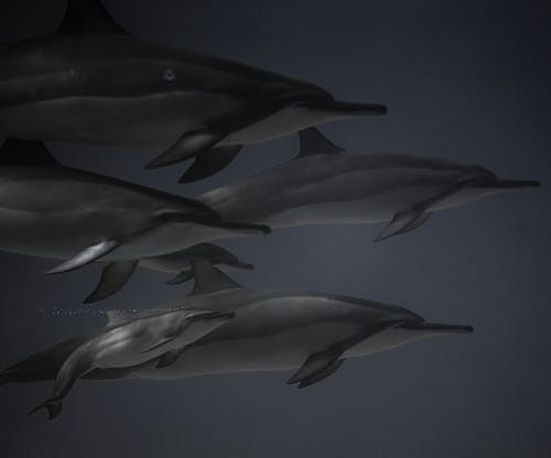 黑白海豚在蓝蓝的天空下 · 免费素材图片