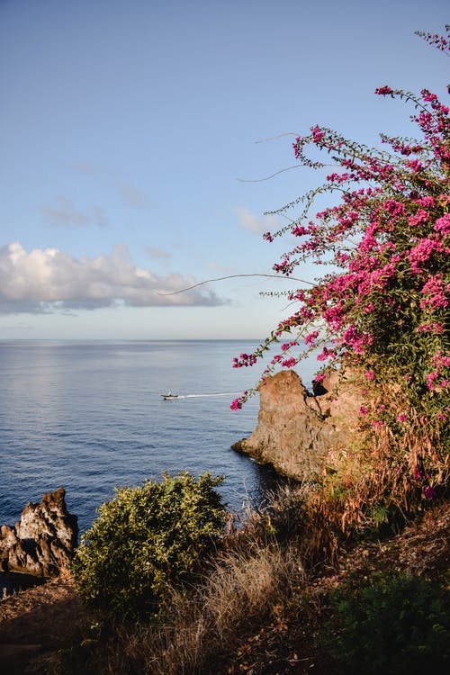 粉红色的花朵，在水体附近 · 免费素材图片
