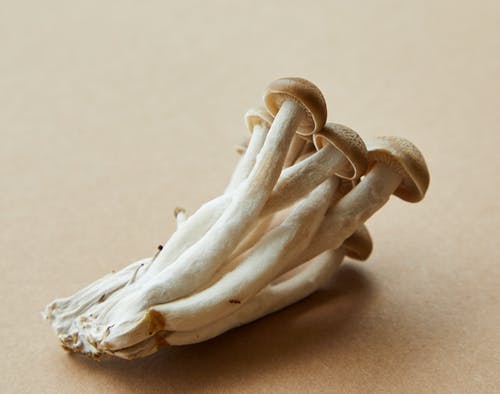 棕色纺织白色动物头骨 · 免费素材图片