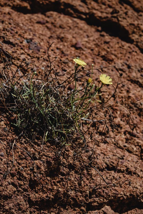 黄色的花，棕色的土壤上 · 免费素材图片