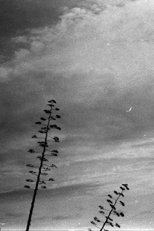 有关bw电影, 多云的, 天空的免费素材图片