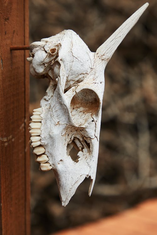 棕色木栅栏上的白色动物头骨 · 免费素材图片
