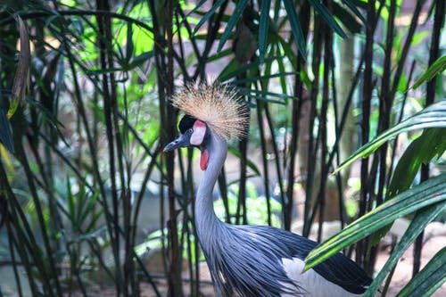 有关冷静, 加冕, 喉的免费素材图片