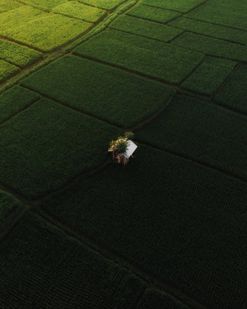 绿草场上的白色和黄色的花 · 免费素材图片