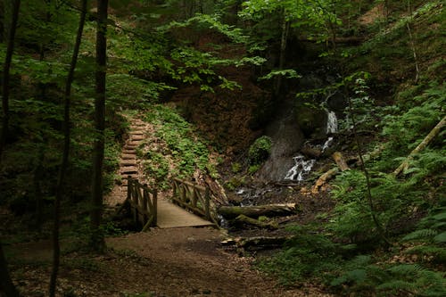 有关人行天桥, 公园, 冷静的免费素材图片