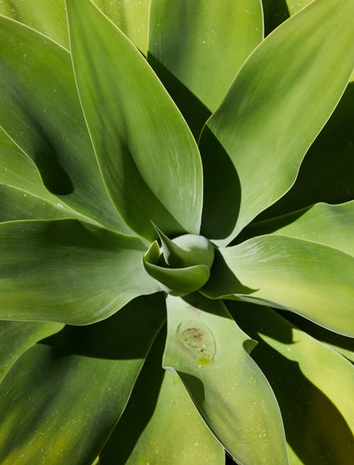 绿色的植物，在关闭了摄影 · 免费素材图片