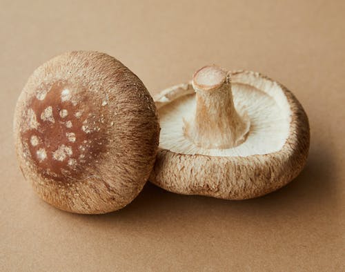 白色表面上的棕色和白色蘑菇 · 免费素材图片