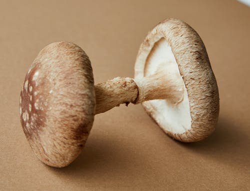 棕色表面上的棕色和白色蘑菇 · 免费素材图片