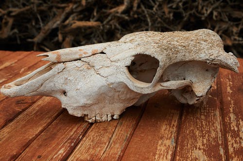 棕色木质表面上的白色动物头骨 · 免费素材图片