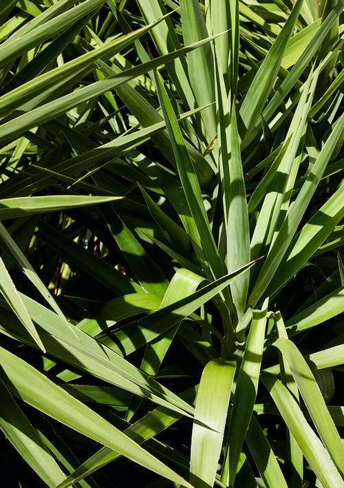 绿色的植物，在关闭了摄影 · 免费素材图片