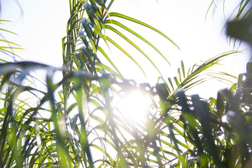 有关天性, 日光, 棕榈树叶的免费素材图片