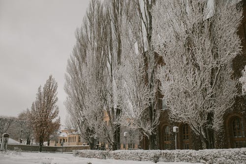 有关下雪的, 冬季, 冷的免费素材图片