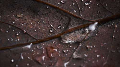 有关图案, 枯叶, 湿的免费素材图片