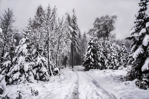 有关冬季, 冷, 冷冻的免费素材图片