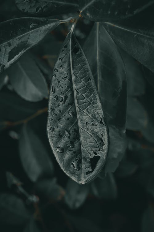 有关图案, 垂直拍摄, 天性的免费素材图片