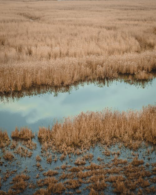 有关垂直拍摄, 天性, 沼泽的免费素材图片