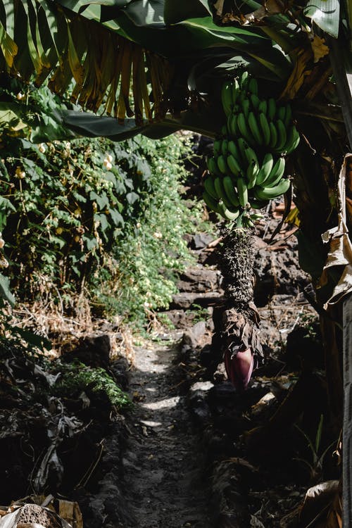 棕色土壤上的绿色香蕉果实 · 免费素材图片
