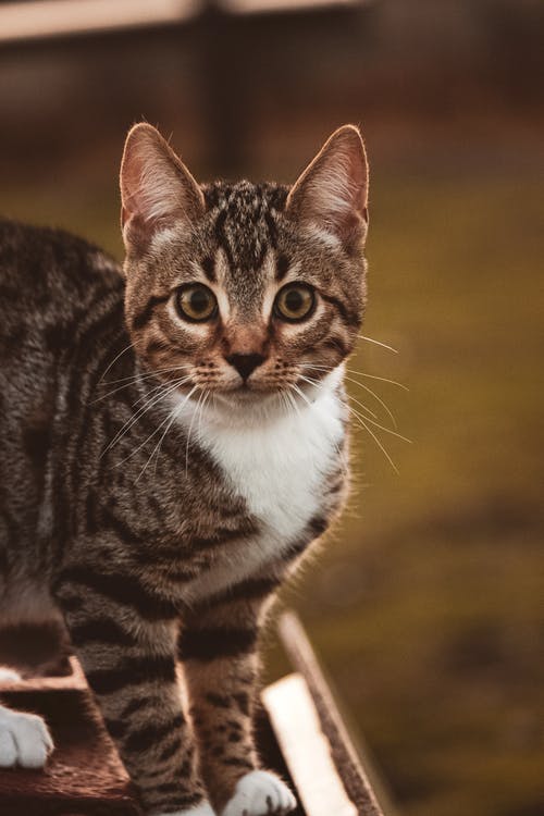 有关动物, 可爱, 可爱的的免费素材图片