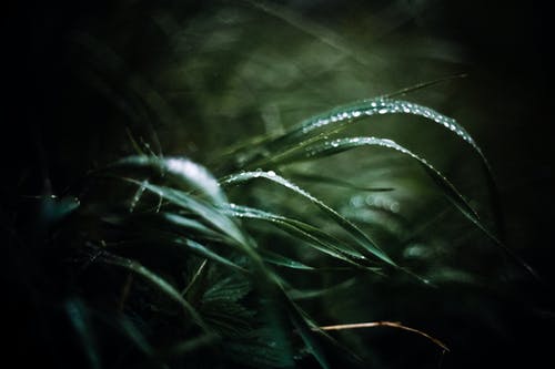 有关地平线, 增长, 夏天的免费素材图片