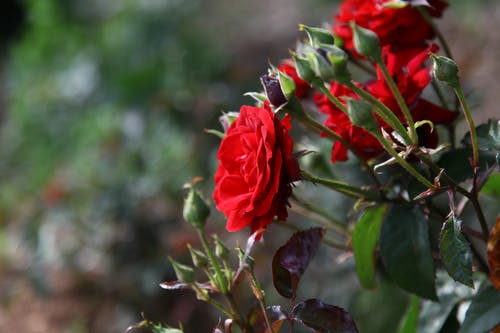 有关微妙, 景深, 植物群的免费素材图片
