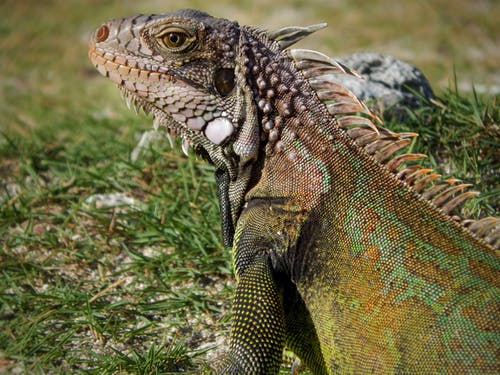 有关动物, 动物摄影, 爬虫的免费素材图片