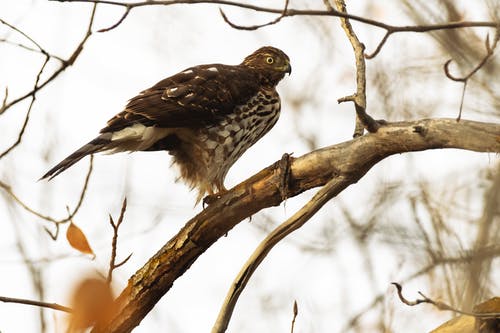 有关动物, 栖息, 树枝的免费素材图片