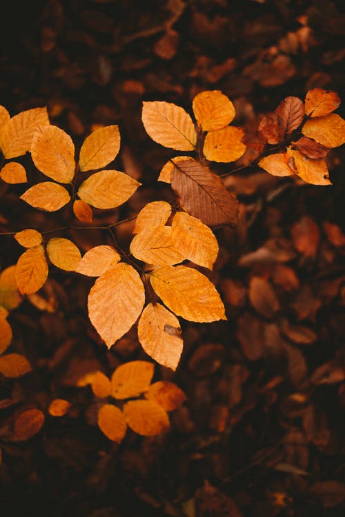 棕色叶子在倾斜移位透镜 · 免费素材图片