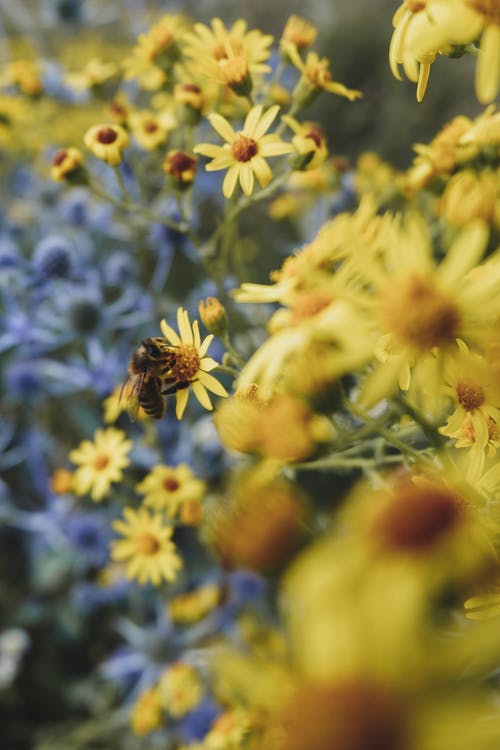 有关模糊的背景, 特写, 翅膀的免费素材图片